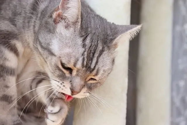 Why Did My Cat Throw Up? 8 Vet-Reviewed Likely Reasons
