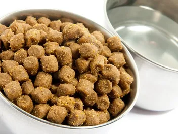 What Does Cat Food Taste Like? Interesting Facts to Know
