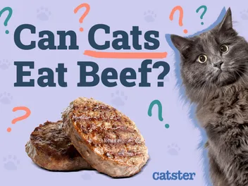 Can Cats Eat Beef? Vet-Reviewed Nutrition Facts & FAQ