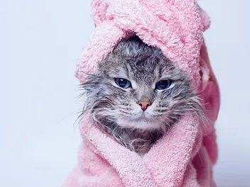 7 Best Kitten Shampoos of 2026 – Reviews & Top Picks