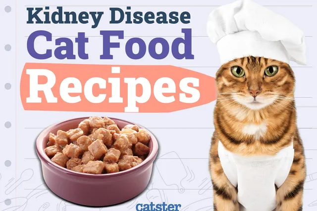 5 Homemade Cat Food Recipes for Cats with Kidney Disease