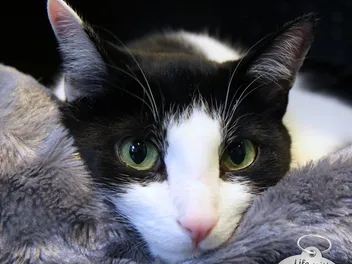 Calvin T. Katz is the Most Interesting Cat in the World: An Exclusive