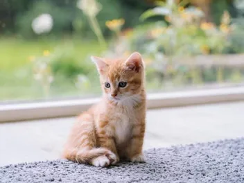 How to Kitten-Proof Your Home: Keeping Them Safe