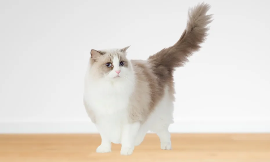 Bi-Color pattern Ragdoll cat