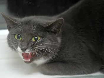 8 Vet-Reviewed Signs Your Cat Doesn't Like You & How to Fix it