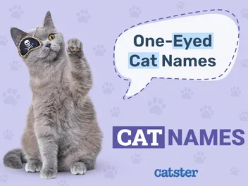 550+ One-Eyed Cat Names: Great Ideas for Your Great Cat
