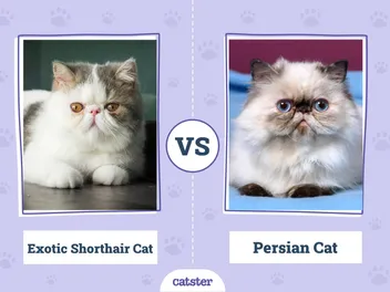 Exotic Shorthair Cat vs Persian Cat: Key Differences (With Info & Pictures)