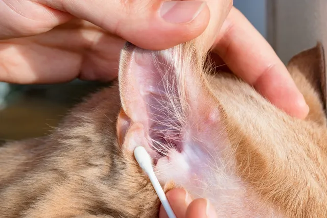 How to Clean Cat Ears: Vet-Approved Step-by-Step Guide