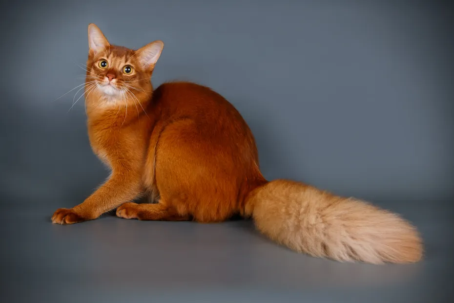 somali cat