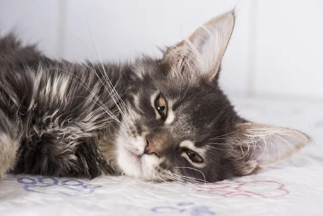 Heartworm Prevention for Cats: 3 Vet Approved Methods