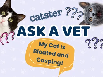 Ask Dr. Paola – HELP! My Cat Is Bloated and Gasping! (August 10, 2026)