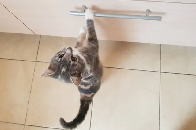 Why Does My Cat Open Drawers? 8 Vet-Reviewed Tips to Stop Them