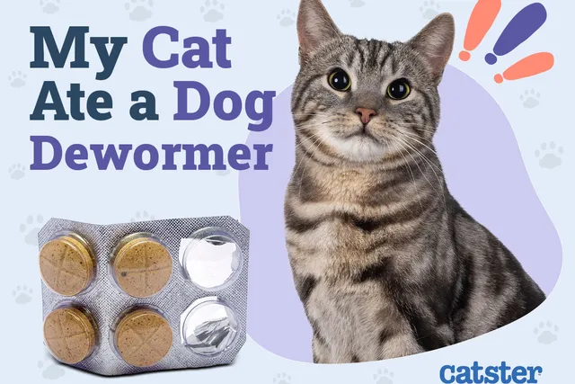 My Cat Ate Dog Dewormer! Here’s What to Do (Vet Answer)