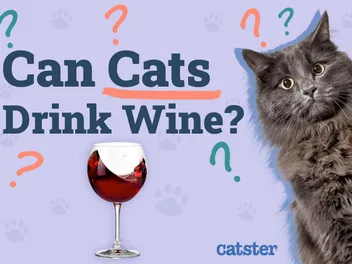 Can Cats Drink Wine? Vet-Verified Safety Information