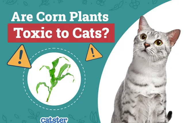 Are Corn Plants Toxic to Cats? Our Vet-Approved Advice