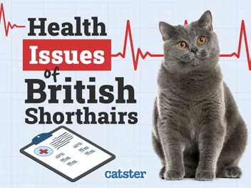 British Shorthair Cat Health Problems: 7 Vet-Reviewed Health Issues