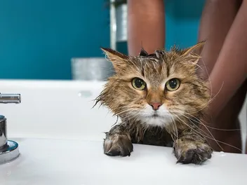Does Palmolive Kill Fleas on Cats? Vet Reviewed Effectiveness & Safety Explored