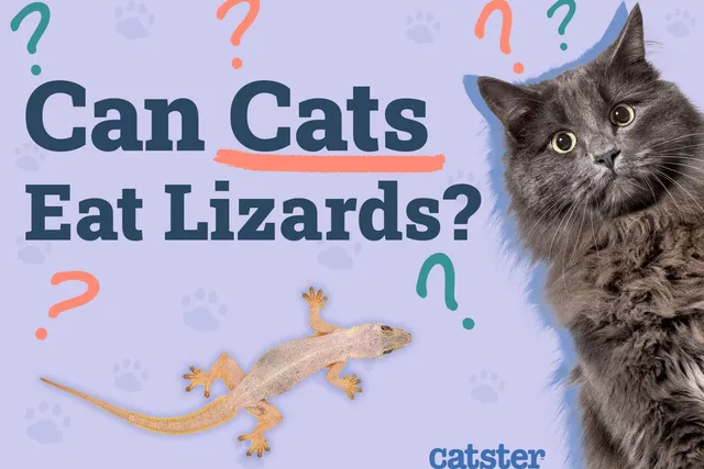 Can Cats Eat Lizards? Vet-Verified Facts & FAQ