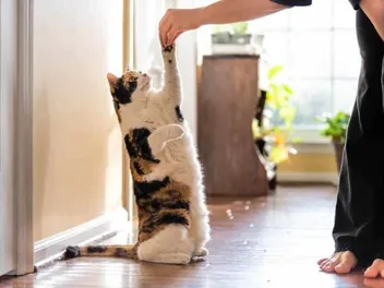 How Smart Are Cats? Here’s What Science Says