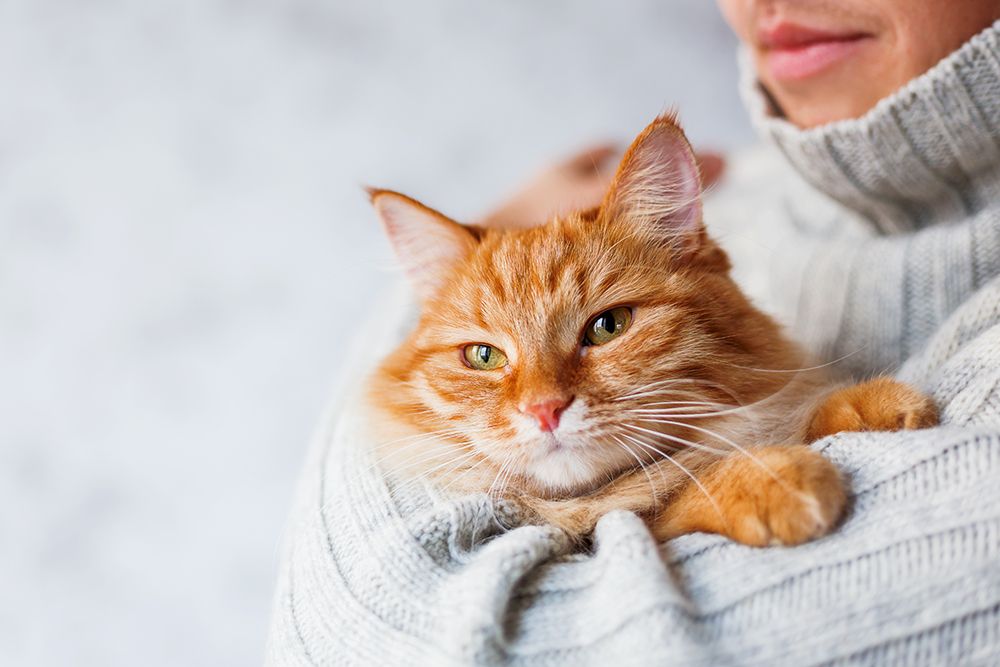 person holding a ginger cat