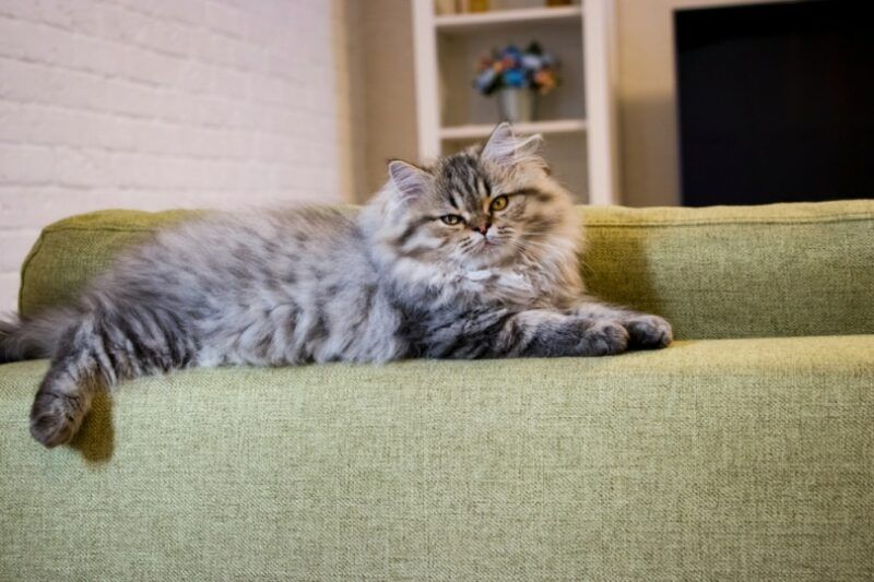 persian cat lying on couch