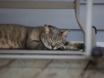 Why Does My Cat Purr When They’re Asleep? Vet-Reviewed Feline Behavior