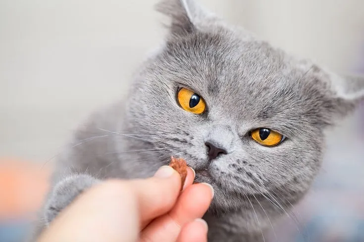 grey-cat-looking-at-treat_shutterstock_FotoMirta-1