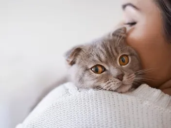 9 Reasons To Foster A Cat: Amazing Benefits Explained