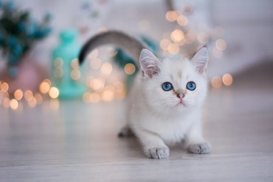 white fluffy munchkin kitten