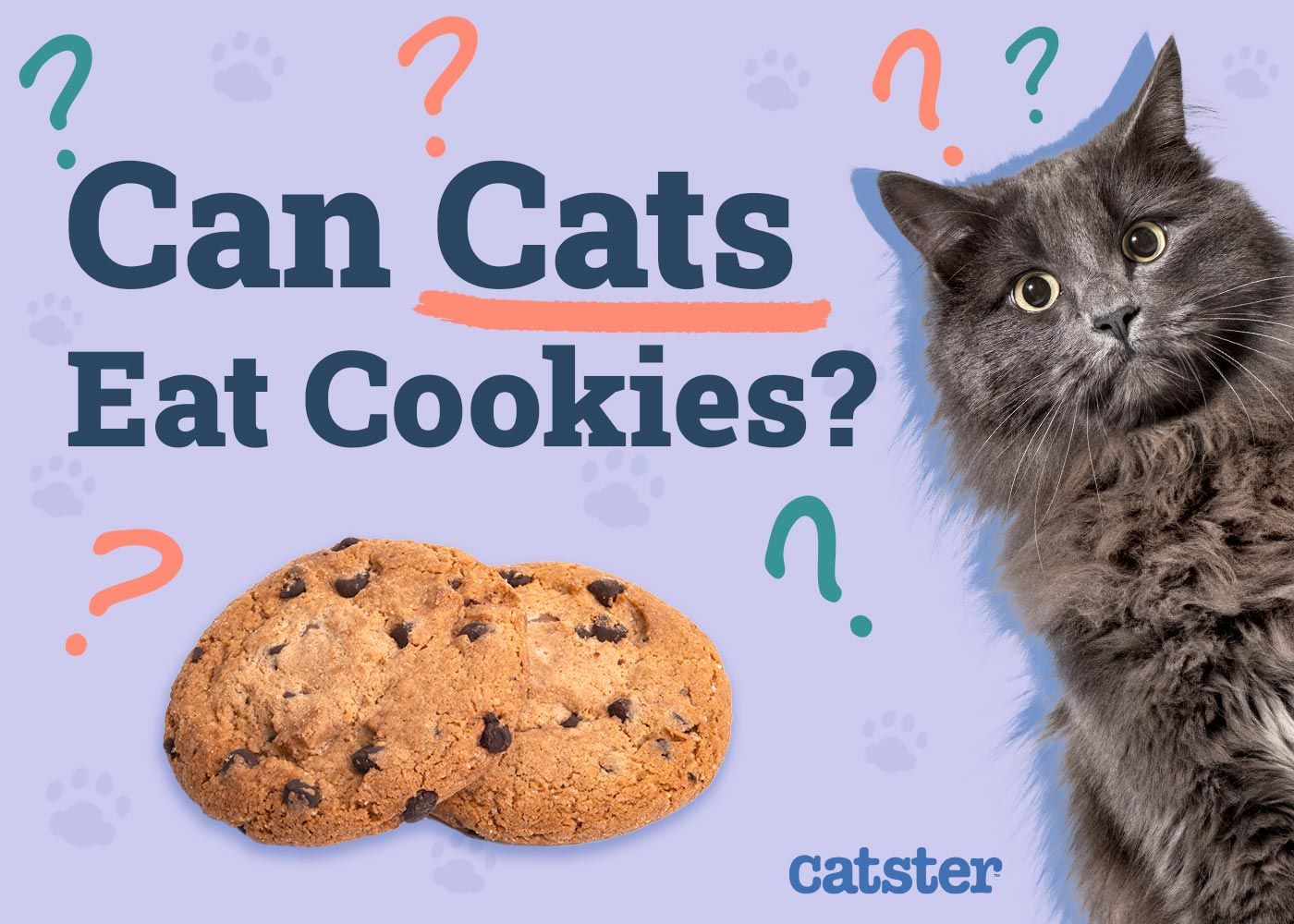 Can Cats Eat Cookies