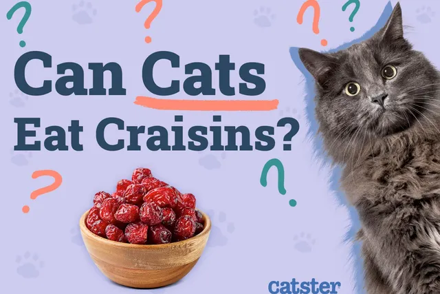 Can Cats Eat Craisins? Vet-Approved Nutritional Benefits & Precautions