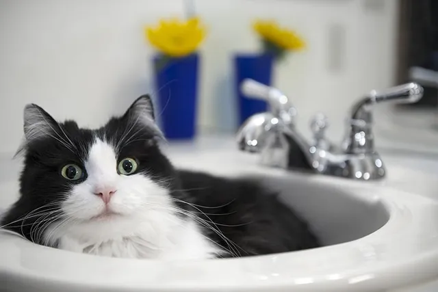 Why Do Cats Hang Out in Weird Places? 4 Vet-Reviewed Reasons