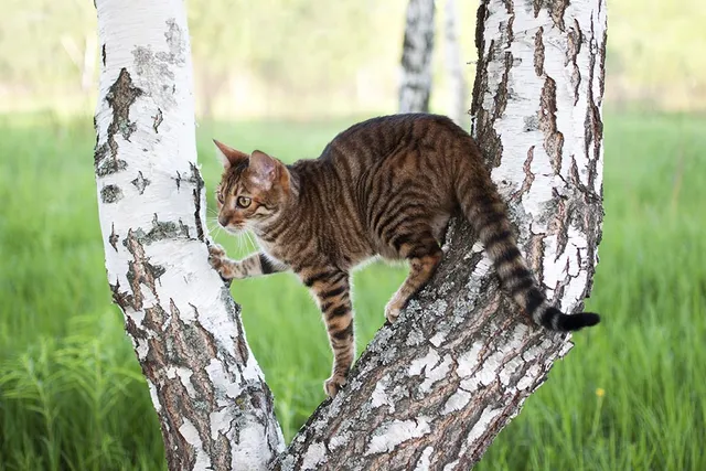 8 Cat Breeds That Look Like Tigers & Lions (With Info & Pictures)