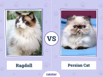 Ragdoll vs Persian Cat: Principal Differences (With Pictures, Vet-Reviewed)