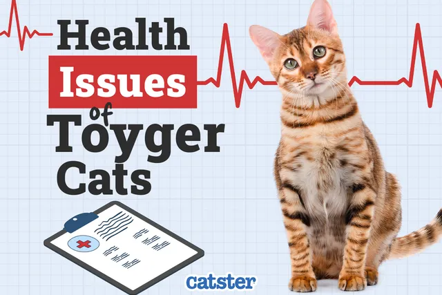 Toyger Cat Health Problems: 7 Vet-Reviewed Issues
