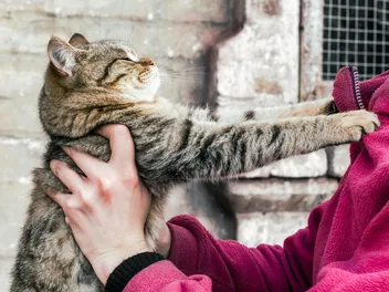 10 Worst Cat Breeds for First-Time Owners (With Info & Pictures)