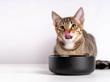 How to Choose Cat Food: 10 Vet-Approved Tips & Tricks