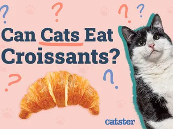 Can Cats Eat Croissants? Vet-Approved Facts & FAQ