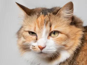 Will a Cat Eye Infection Heal On its Own? Our Vet Explains