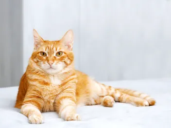 15 Fascinating Orange Tabby Cat Facts You'll Love To Learn