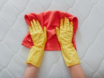 How to Get Cat Pee Smell & Stains Out of a Mattress in 5 Easy Steps