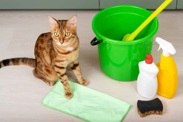 How to Keep a House Clean With Cats: 7 Expert Tips