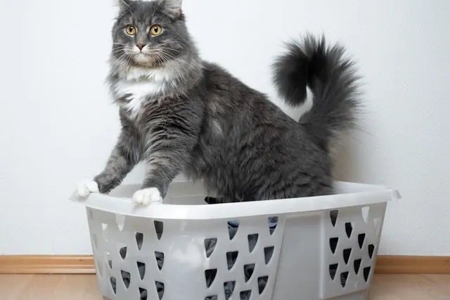 Why Do Cats Like Laundry Baskets So Much? Vet-Verified Reasons & Safety Tips