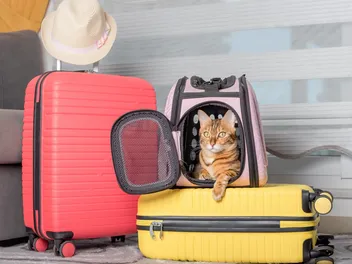 How to Travel With a Cat: 14 Vet Approved Tips & Tricks