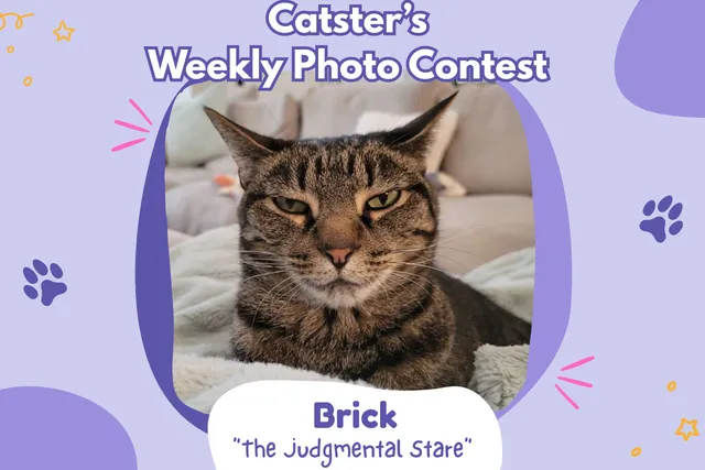 Catster’s Weekly Photo Contest Winners: The Judgmental Stare (March 12, 2026)
