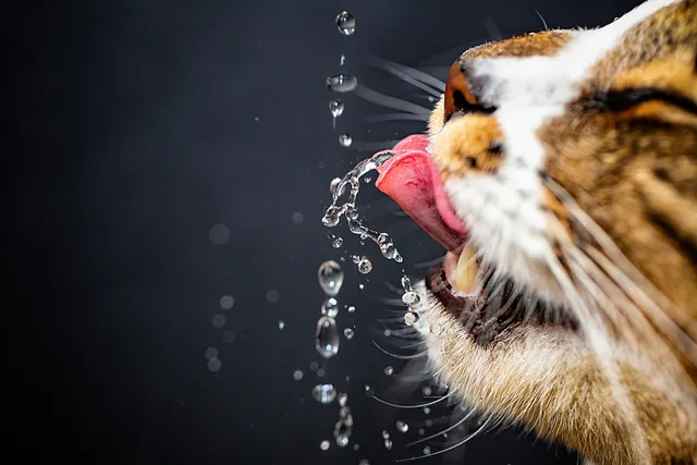 Can Hard Water Cause Urinary Crystals in Cats? Vet Approved Facts & Advice