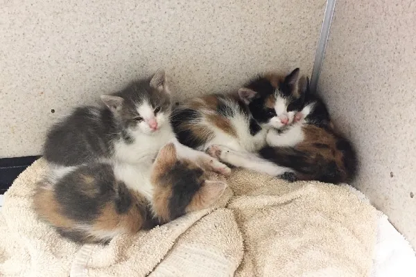 During my visit, I met these cute little guys who were just hanging out while waiting to be picked up by their foster family.