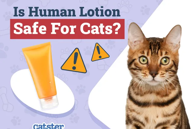 Is Human Lotion Safe for Cats? Vet-Reviewed Safety & Toxicity Explained