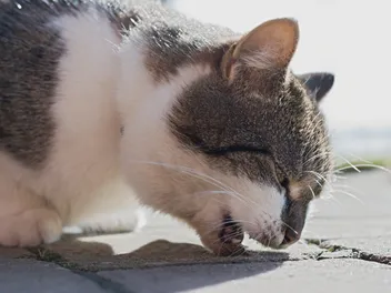 Why Does My Cat Throw Up After Drinking Water? 5 Vet-Approved Causes