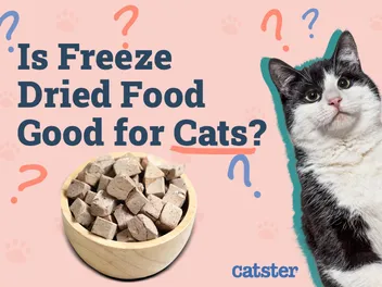 Is Freeze Dried Food Good for Cats? Vet-Reviewed Nutrition Facts & Tips